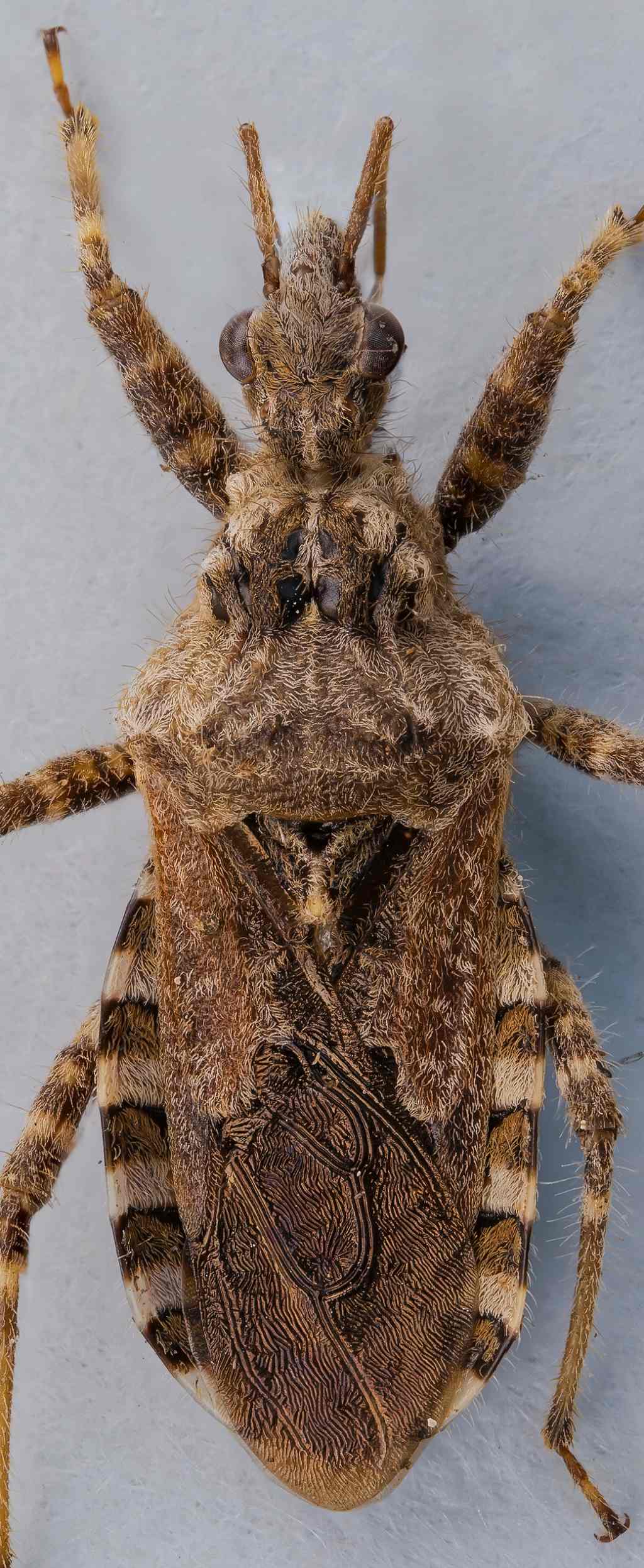 Reduviidae - Coranus griseus